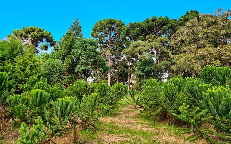 Registro Nacional de Cultivares tem normas definidas pelo Mapa registro-nacional-de-cultivares-tem-normas-definidas-pelo-mapa
